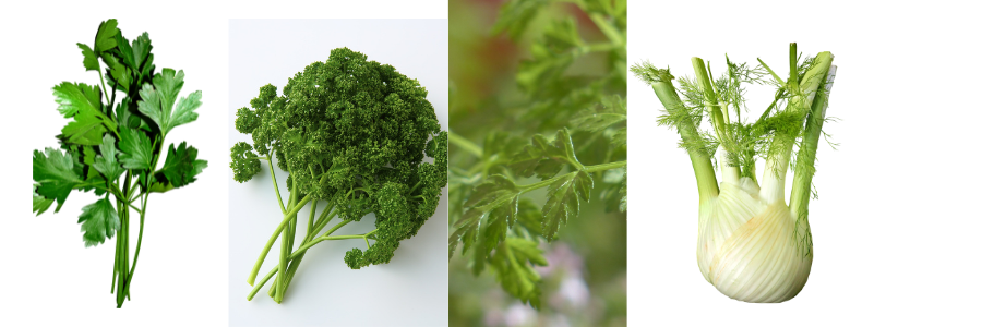 aromatiques : les apiacées