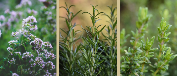 herbes de provence