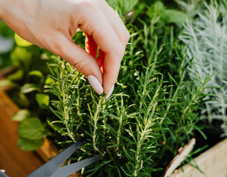 CULTIVER SES AROMATIQUES